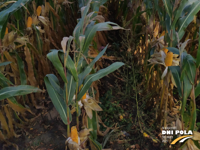 Zdjęcie 3. kukurydzy GLUTEXO z FLORA na polu demonstracyjnym w Sielinku 17.10.2023