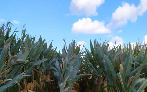 Zdjęcie kukurydzy GLUTEXO z FLORA na polu demonstracyjnym w Sielinku 17.10.2023