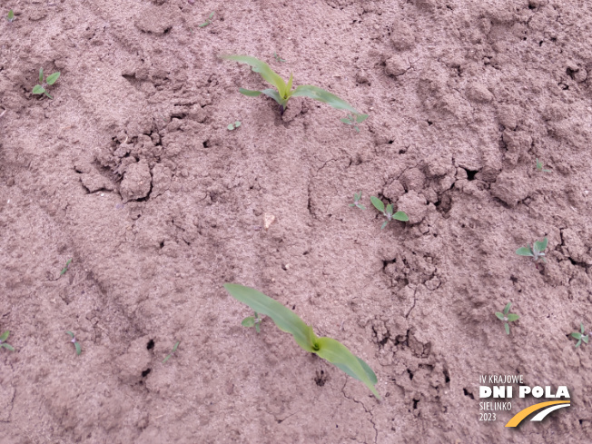 Zdjęcie 3. kukurydzy Glutexo z FLORA na polu demonstracyjnym w Sielinku 19.05.2023