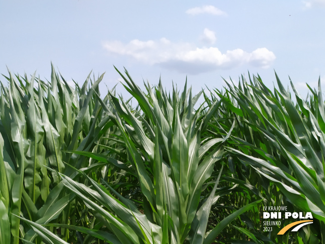 Zdjęcie 1. kukurydzy LID 2020C z FLORA na polu demonstracyjnym w Sielinku 04.07.2023