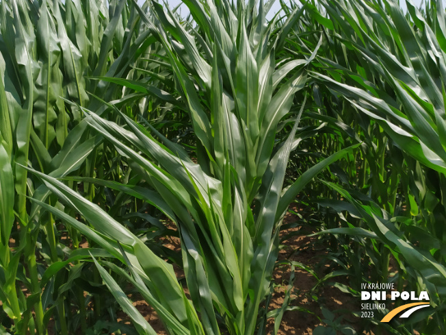 Zdjęcie 2. kukurydzy LID 2020C z FLORA na polu demonstracyjnym w Sielinku 04.07.2023