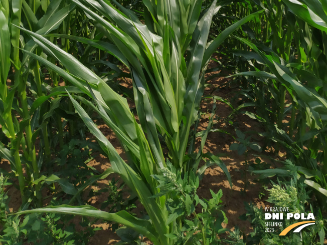 Zdjęcie 3. kukurydzy LID 2020C z FLORA na polu demonstracyjnym w Sielinku 04.07.2023