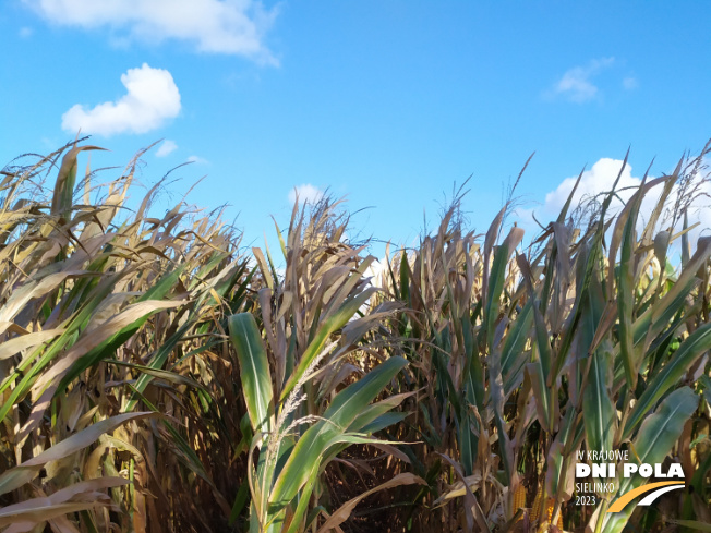 Zdjęcie 1. kukurydzy LID 2020C z FLORA na polu demonstracyjnym w Sielinku 17.10.2023