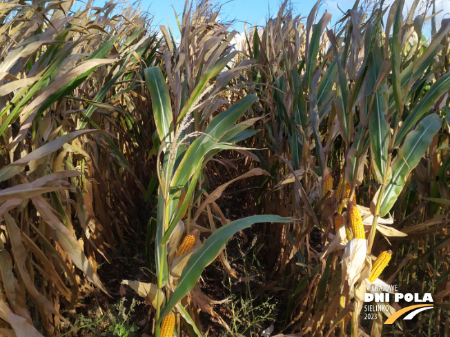 Zdjęcie 2. kukurydzy LID 2020C z FLORA na polu demonstracyjnym w Sielinku 17.10.2023