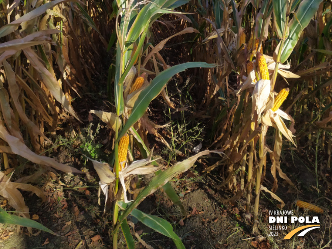 Zdjęcie 3. kukurydzy LID 2020C z FLORA na polu demonstracyjnym w Sielinku 17.10.2023
