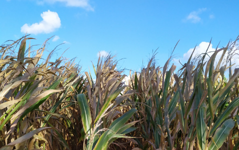 Zdjęcie kukurydzy LID 2020C z FLORA na polu demonstracyjnym w Sielinku 17.10.2023