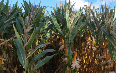 Zdjęcie kukurydzy MOTIVI CS z FLORA na polu demonstracyjnym w Sielinku 17.10.2023