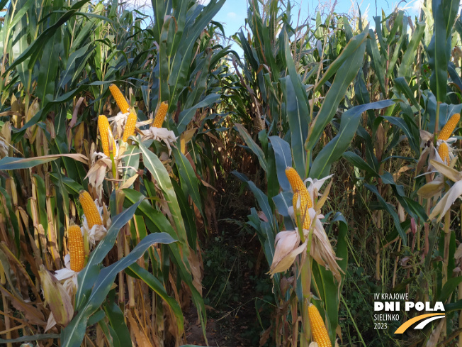 Zdjęcie 2. kukurydzy SM BARD z Hodowli Roślin SMOLICE na polu demonstracyjnym w Sielinku 17.10.2023