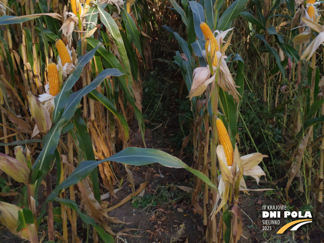 Zdjęcie 3. kukurydzy SM BARD z Hodowli Roślin SMOLICE na polu demonstracyjnym w Sielinku 17.10.2023