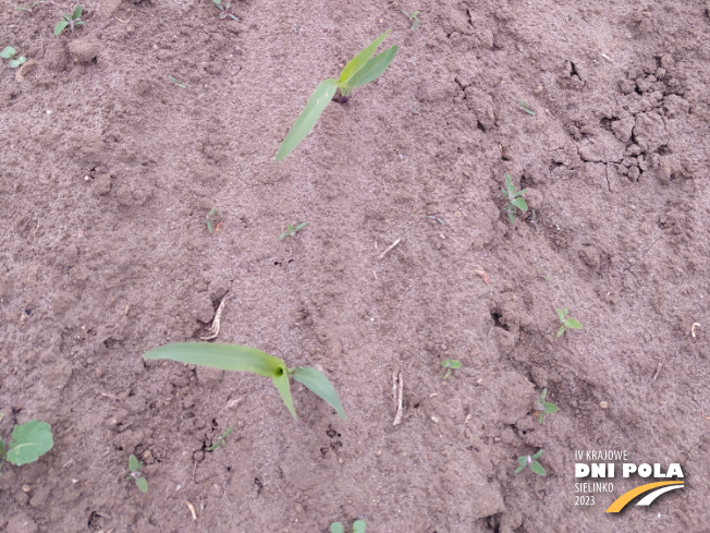 Zdjęcie 3. kukurydzy SM Bard z Hodowli Roślin SMOLICE na polu demonstracyjnym w Sielinku 19.05.2023