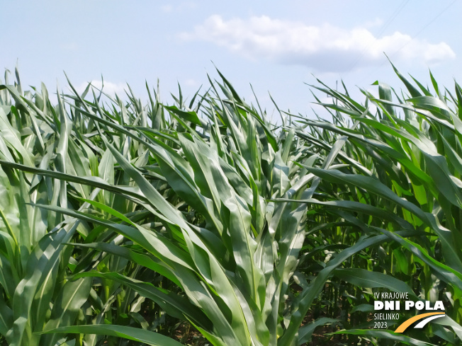 Zdjęcie 1. kukurydzy SM GIEWONT z Hodowli Roślin SMOLICE na polu demonstracyjnym w Sielinku 04.07.2023