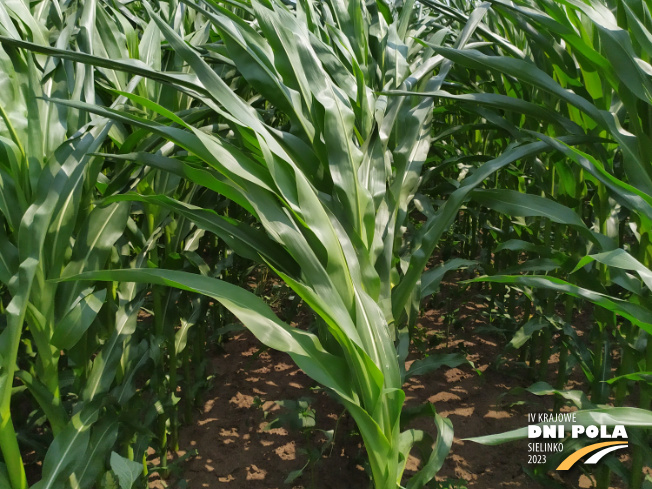Zdjęcie 2. kukurydzy SM GIEWONT z Hodowli Roślin SMOLICE na polu demonstracyjnym w Sielinku 04.07.2023