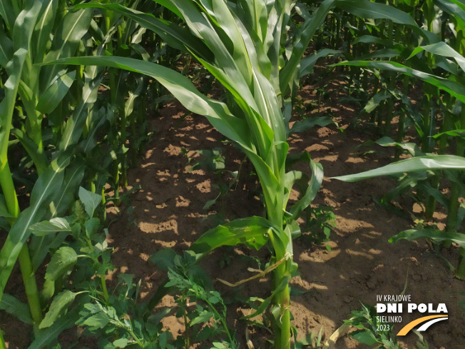 Zdjęcie 3. kukurydzy SM GIEWONT z Hodowli Roślin SMOLICE na polu demonstracyjnym w Sielinku 04.07.2023