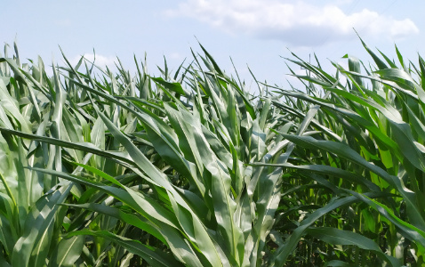 Zdjęcie kukurydzy SM GIEWONT z Hodowli Roślin SMOLICE na polu demonstracyjnym w Sielinku 04.07.2023