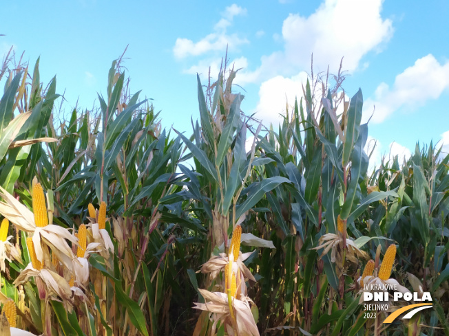 Zdjęcie 1. kukurydzy SM GIEWONT z Hodowli Roślin SMOLICE na polu demonstracyjnym w Sielinku 17.10.2023