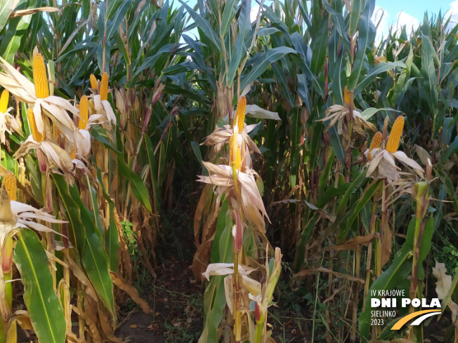 Zdjęcie 2. kukurydzy SM GIEWONT z Hodowli Roślin SMOLICE na polu demonstracyjnym w Sielinku 17.10.2023