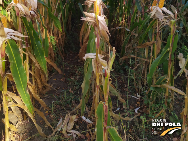 Zdjęcie 3. kukurydzy SM GIEWONT z Hodowli Roślin SMOLICE na polu demonstracyjnym w Sielinku 17.10.2023