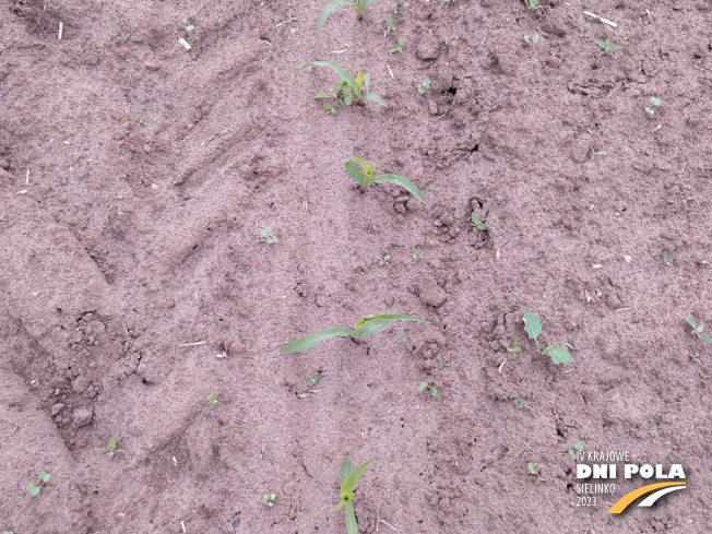 Zdjęcie 2. kukurydzy SM Giewont z Hodowli Roślin SMOLICE na polu demonstracyjnym w Sielinku 19.05.2023