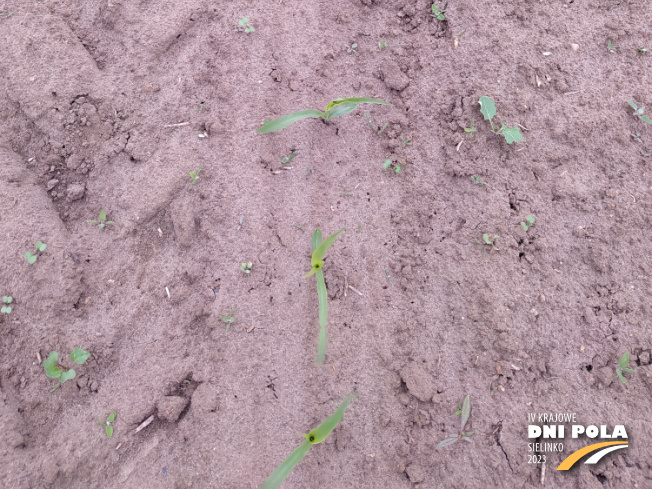 Zdjęcie 3. kukurydzy SM Giewont z Hodowli Roślin SMOLICE na polu demonstracyjnym w Sielinku 19.05.2023