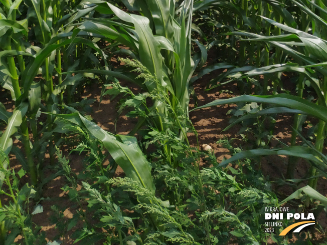 Zdjęcie 3. kukurydzy SM LAIMA z Hodowli Roślin SMOLICE na polu demonstracyjnym w Sielinku 04.07.2023