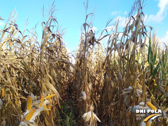 Zdjęcie 1. kukurydzy SM LAIMA z Hodowli Roślin SMOLICE na polu demonstracyjnym w Sielinku 17.10.2023