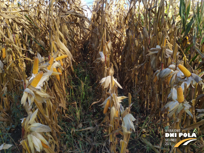 Zdjęcie 2. kukurydzy SM LAIMA z Hodowli Roślin SMOLICE na polu demonstracyjnym w Sielinku 17.10.2023