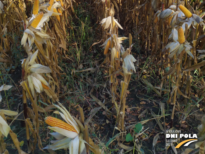 Zdjęcie 3. kukurydzy SM LAIMA z Hodowli Roślin SMOLICE na polu demonstracyjnym w Sielinku 17.10.2023
