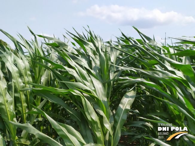 Zdjęcie 1. kukurydzy SM PERSEUS z Hodowli Roślin SMOLICE na polu demonstracyjnym w Sielinku 04.07.2023