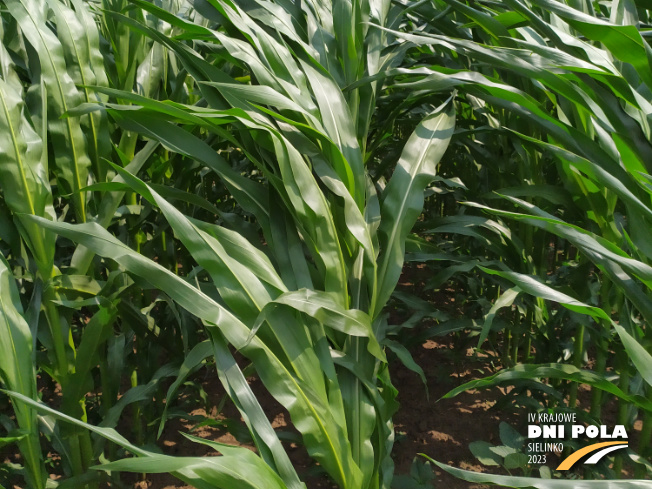 Zdjęcie 2. kukurydzy SM PERSEUS z Hodowli Roślin SMOLICE na polu demonstracyjnym w Sielinku 04.07.2023