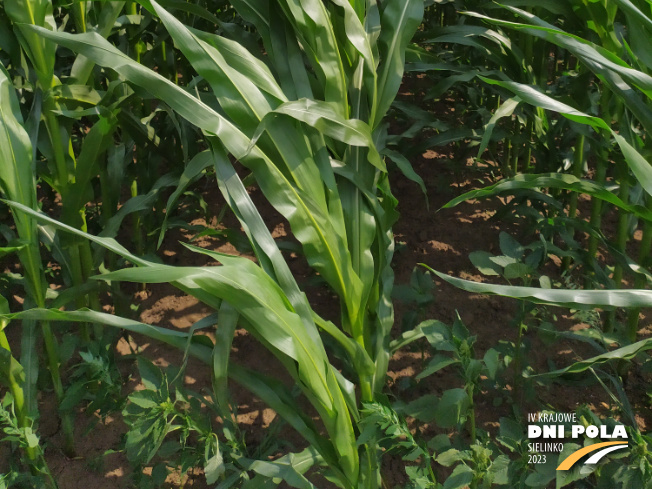 Zdjęcie 3. kukurydzy SM PERSEUS z Hodowli Roślin SMOLICE na polu demonstracyjnym w Sielinku 04.07.2023