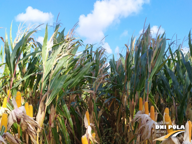 Zdjęcie 1. kukurydzy SM PERSEUS z Hodowli Roślin SMOLICE na polu demonstracyjnym w Sielinku 17.10.2023