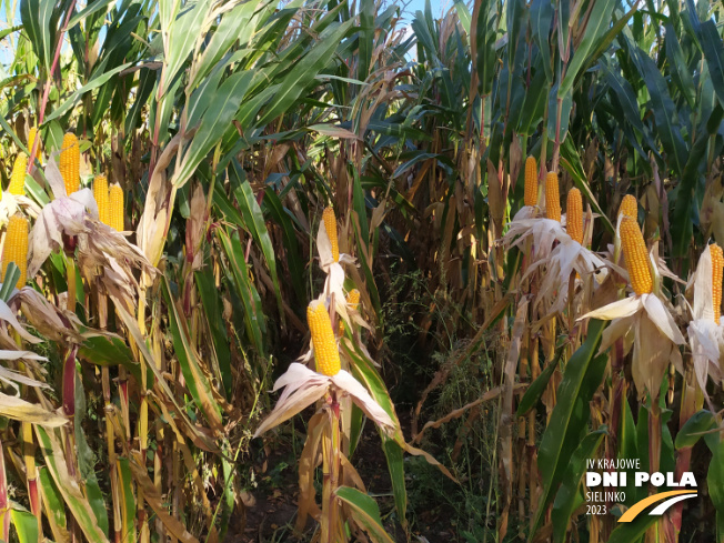 Zdjęcie 2. kukurydzy SM PERSEUS z Hodowli Roślin SMOLICE na polu demonstracyjnym w Sielinku 17.10.2023