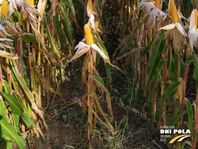 Zdjęcie 3. kukurydzy SM PERSEUS z Hodowli Roślin SMOLICE na polu demonstracyjnym w Sielinku 17.10.2023