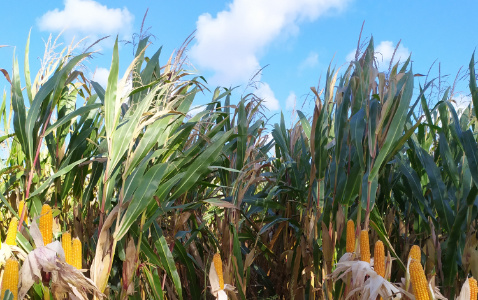 Zdjęcie kukurydzy SM PERSEUS z Hodowli Roślin SMOLICE na polu demonstracyjnym w Sielinku 17.10.2023