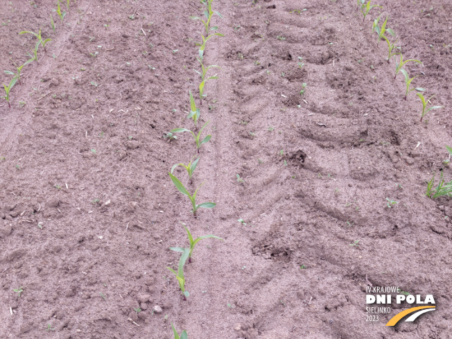 Zdjęcie 1. kukurydzy SM Perseus z Hodowli Roślin SMOLICE na polu demonstracyjnym w Sielinku 19.05.2023