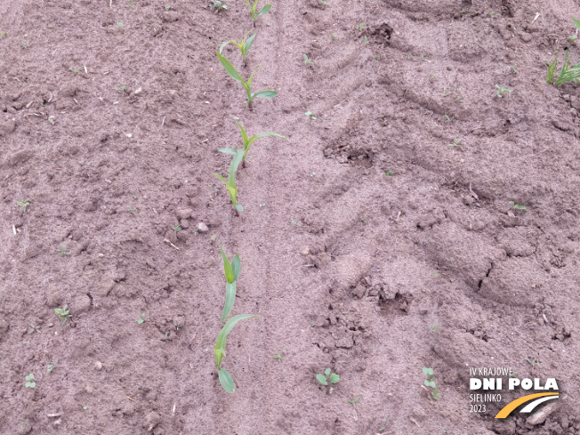 Zdjęcie 2. kukurydzy SM Perseus z Hodowli Roślin SMOLICE na polu demonstracyjnym w Sielinku 19.05.2023