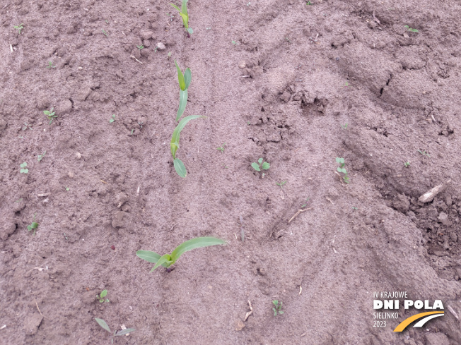 Zdjęcie 3. kukurydzy SM Perseus z Hodowli Roślin SMOLICE na polu demonstracyjnym w Sielinku 19.05.2023