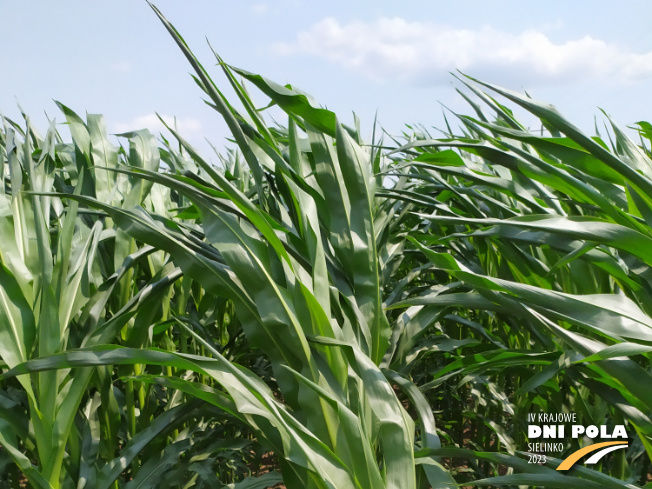 Zdjęcie 1. kukurydzy SM VARSOVIA z Hodowli Roślin SMOLICE na polu demonstracyjnym w Sielinku 04.07.2023