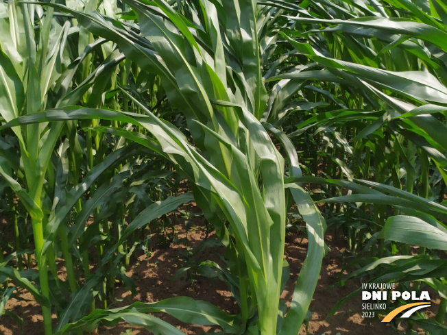 Zdjęcie 2. kukurydzy SM VARSOVIA z Hodowli Roślin SMOLICE na polu demonstracyjnym w Sielinku 04.07.2023