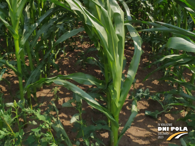 Zdjęcie 3. kukurydzy SM VARSOVIA z Hodowli Roślin SMOLICE na polu demonstracyjnym w Sielinku 04.07.2023