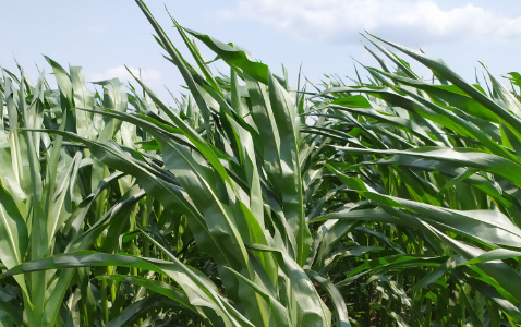Zdjęcie kukurydzy SM VARSOVIA z Hodowli Roślin SMOLICE na polu demonstracyjnym w Sielinku 04.07.2023