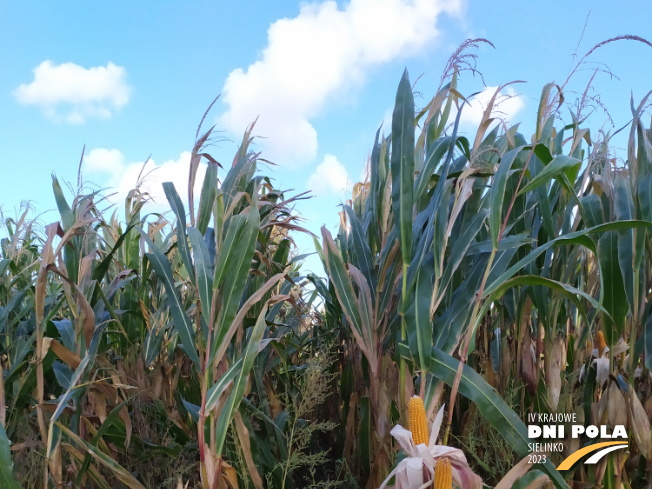 Zdjęcie 1. kukurydzy SM VARSOVIA z Hodowli Roślin SMOLICE na polu demonstracyjnym w Sielinku 17.10.2023