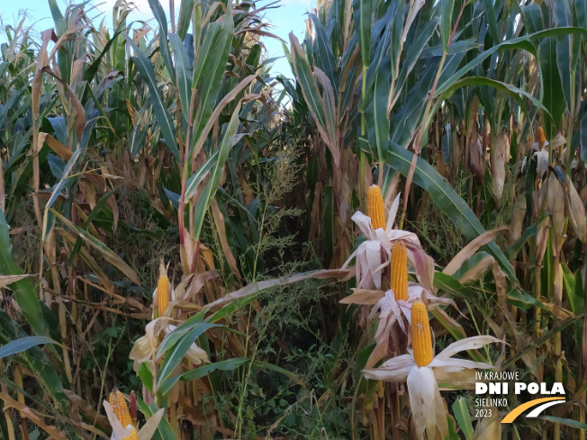 Zdjęcie 2. kukurydzy SM VARSOVIA z Hodowli Roślin SMOLICE na polu demonstracyjnym w Sielinku 17.10.2023