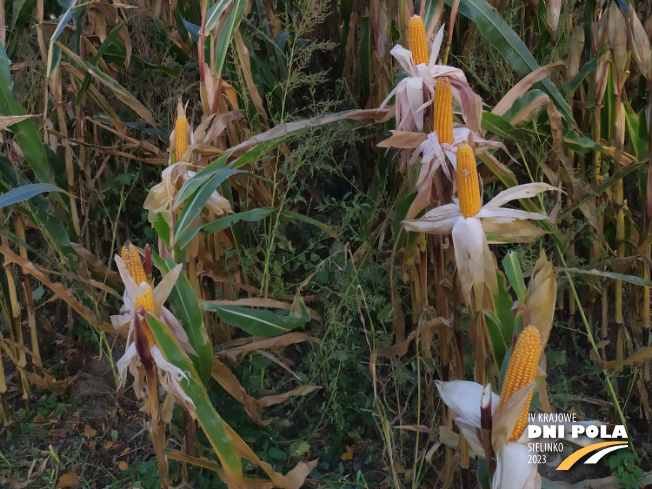 Zdjęcie 3. kukurydzy SM VARSOVIA z Hodowli Roślin SMOLICE na polu demonstracyjnym w Sielinku 17.10.2023