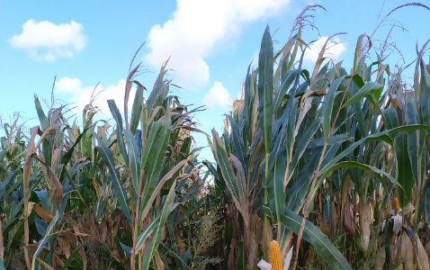 Zdjęcie kukurydzy SM VARSOVIA z Hodowli Roślin SMOLICE na polu demonstracyjnym w Sielinku 17.10.2023