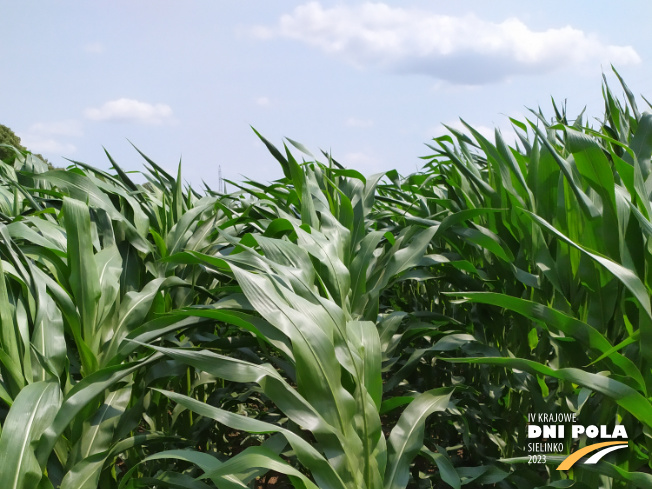 Zdjęcie 1. kukurydzy SM WAWEL z Hodowli Roślin SMOLICE na polu demonstracyjnym w Sielinku 04.07.2023