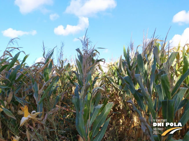 Zdjęcie 1. kukurydzy GS 240 z Hungaroseed na polu demonstracyjnym w Sielinku 17.10.2023