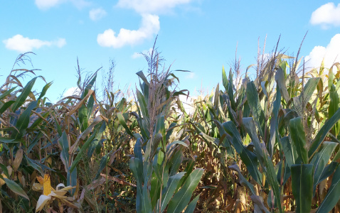 Zdjęcie kukurydzy GS 240 z Hungaroseed na polu demonstracyjnym w Sielinku 17.10.2023