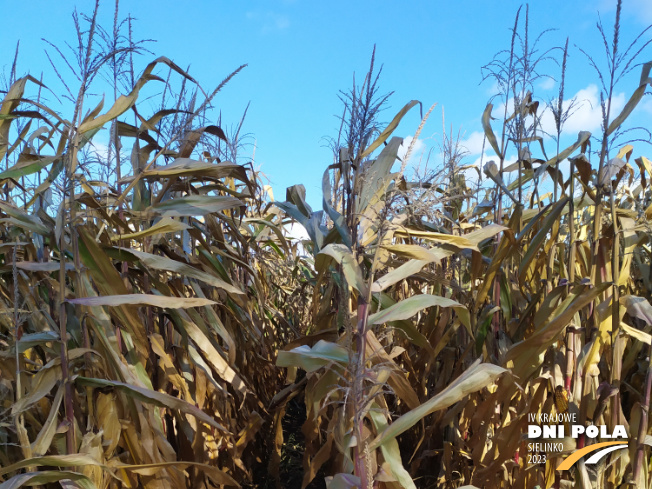 Zdjęcie 1. kukurydzy IDA MGT z Hungaroseed na polu demonstracyjnym w Sielinku 17.10.2023