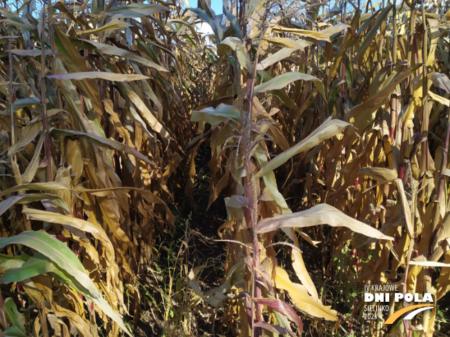 Zdjęcie 2. kukurydzy IDA MGT z Hungaroseed na polu demonstracyjnym w Sielinku 17.10.2023